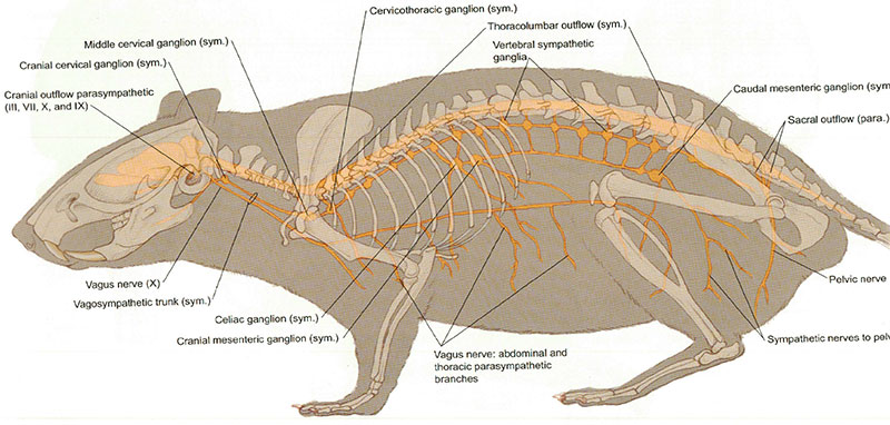 Autonomni živci: sym. = sympathetic division and para. = parasympathetic division