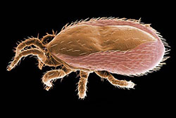 Ornithonyssus bacoti